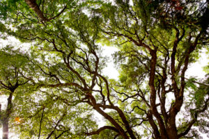 Baum, groß, Florenz, Toskana, Italien Baum, groß, Florenz, Toskana, Italien